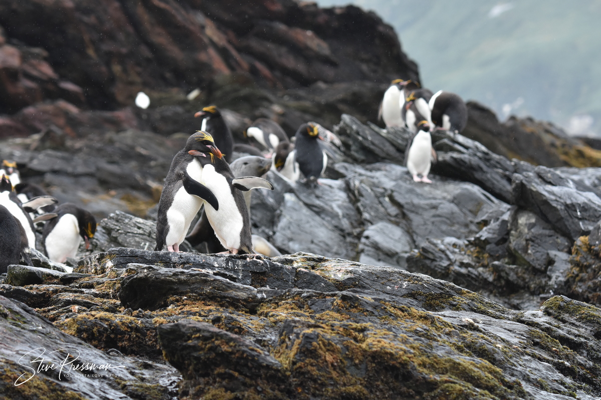Penguins hugging on rocks