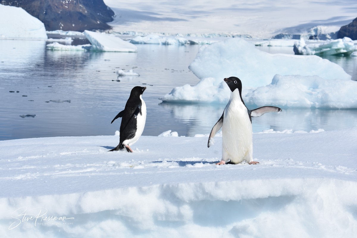 Penguins posing