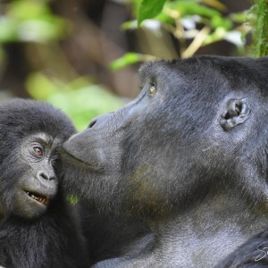 A Tender Moment - Uganda Africa