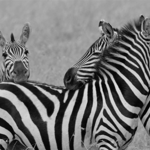 Zebras embracing each other