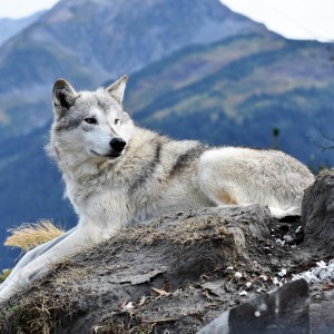 Wolf