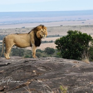 Lion on top of a rock