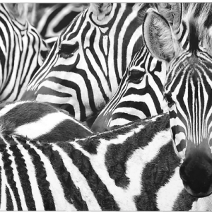 Zebra pose