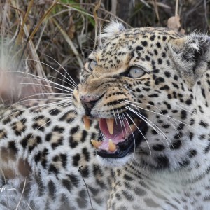 cheetah