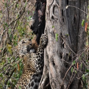 Leopards Lunch