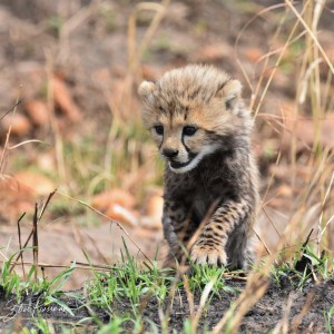 Cub