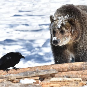 bear approaches bird on log