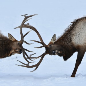 deers fighting with antlers
