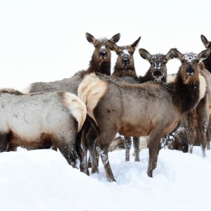 deers pose for photo