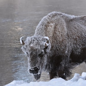 buffalo_Frozen in time