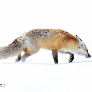 Fox_playing in the snow