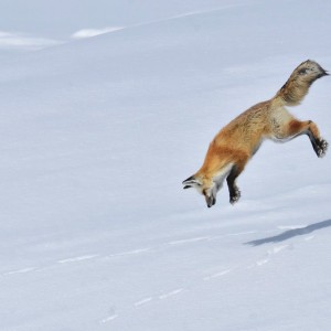 fox_jumping in the hole