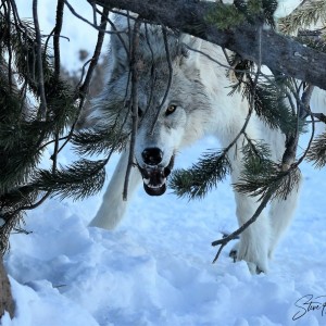 wolf on the prowl