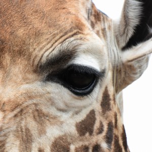 Giraffe is watching
