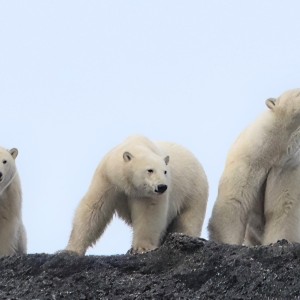 Polar bears on rocks